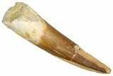 Fossil Plesiosaur (Zarafasaura) Tooth - Morocco #344256-1